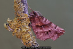 Early Thorn Moth by Trevor Davenport