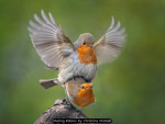 Mating Robins by Christine Widdall