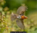 Robin in Flight by Heather Digweed