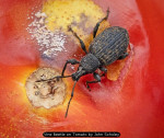 Vine Beetle on Tomato by John Scholey
