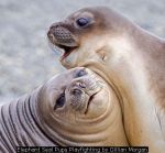 Elephant Seal Pups Playfighting by Gillian Morgan