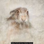Hare Portrait by Diane Owen