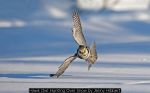 Hawk Owl Hunting Over Snow by Jenny Hibbert