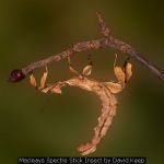 Macleays Spectre Stick Insect by David Keep