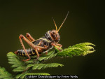 Lubber Grasshopper by Peter Wells