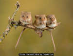 Three Harvest Mice by Carrie Eva