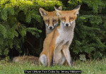 Two Urban Fox Cubs by Jenny Hibbert