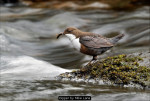 Dipper by Mike Lane