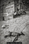Dog Tired by John Smith