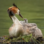 Mother and Chick by Colin Bradshaw