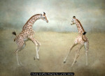 Young Giraffes Playing by Lynda Haney