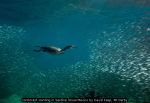 Cormorant Hunting in Sardine Shoal Mexico by David Keep, RR Derb