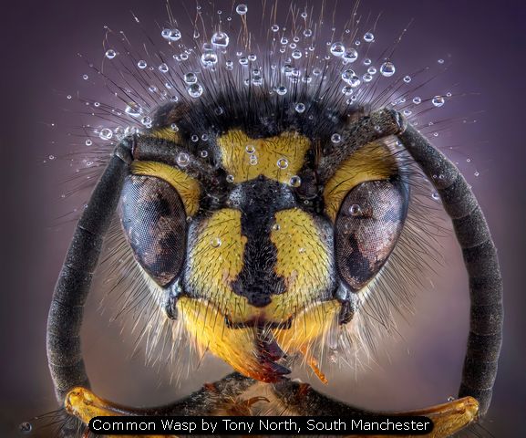 Common Wasp by Tony North, South Manchester