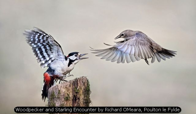 Woodpecker and Starling encounter by Richard OMeara, Poulton le Fylde
