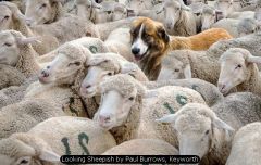 Looking Sheepish by Paul Burrows, Keyworth