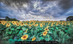 Stormy Sunflower Sunset by Dave Cornish, Shirley