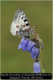 Apollo Roosting on Bearded Bellflower by Gianpiero Ferrari, RR Derby