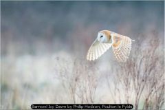 Barnowl Icy Dawn by Phillip Hodson, Poulton le Fylde