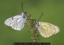Black Veined Whites by Neil Humphries, RR Derby