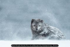 Blue Morph Arctic Fox in a Blizzard by Richard Kay, Bristol