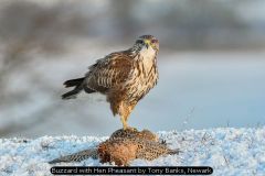 Buzzard with Hen Pheasant by Tony Banks, Newark