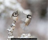 Cresty Standoff by Roy Packer, Doncaster