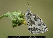Dew Covered Male Marbled White by David Myles, Smethwick