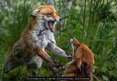 Dominance by Carole Zimmerman, Dorchester