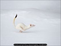 Ermine at Full Tilt by David Hughes, Godalming