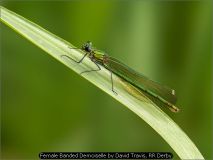 Female Banded Demoiselle by David Travis, RR Derby