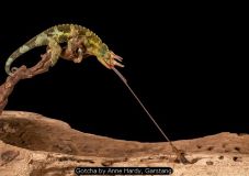 GB Cup (Projected) Nature 2022