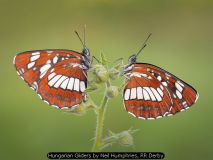 Hungarian Gliders by Neil Humphries, RR Derby