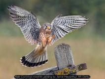 Male Common Kestrel Landing by Jamie MacArthur, RR Derby