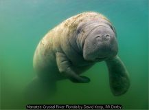 Manatee Crystal River Florida by David Keep, RR Derby