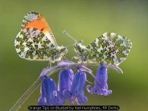 Orange Tips on Bluebell by Neil Humphries, RR Derby