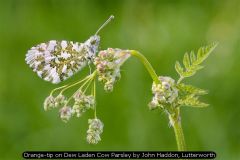 Orange-tip on Dew Laden Cow Parsley by John Haddon, Lutterworth