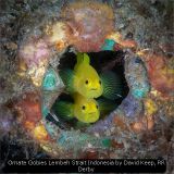 Ornate Gobies Lembeh Strait Indonesia by David Keep, RR Derby