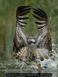 Osprey by Jamie MacArthur, RR Derby