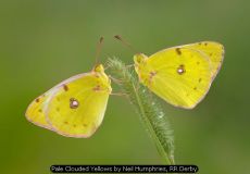 Pale Clouded Yellows by Neil Humphries, RR Derby