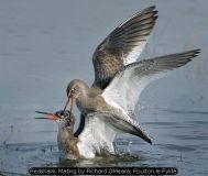 Redshank Mating by Richard OMeara, Poulton le Fylde
