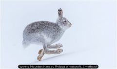 Running Mountain Hare by Philippa Wheatcroft, Smethwick
