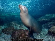 Sea Lion La Paz Mexico by David Keep, RR Derby
