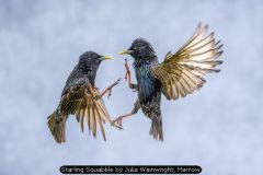 Starling Squabble by Julia Wainwright, Harrow