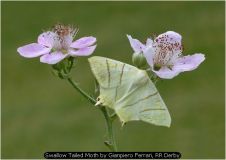 Swallow Tailed Moth by Gianpiero Ferrari, RR Derby