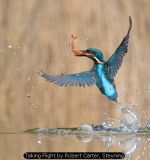 Taking Flight by Robert Carter, Steyning