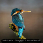 Female Kingfisher in Morning Light by Andrew Wainright, RR Derby