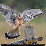 Male Common Kestrel Landing by Jamie MacArthur, RR Derby