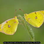 Pale Clouded Yellows by Neil Humphries, RR Derby