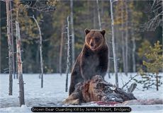 Brown Bear Guarding Kill by Jenny Hibbert, Bridgend