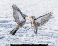 Fighting Fieldfares by Robert Macdonald, Colchester